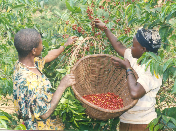 Burundi Kibira