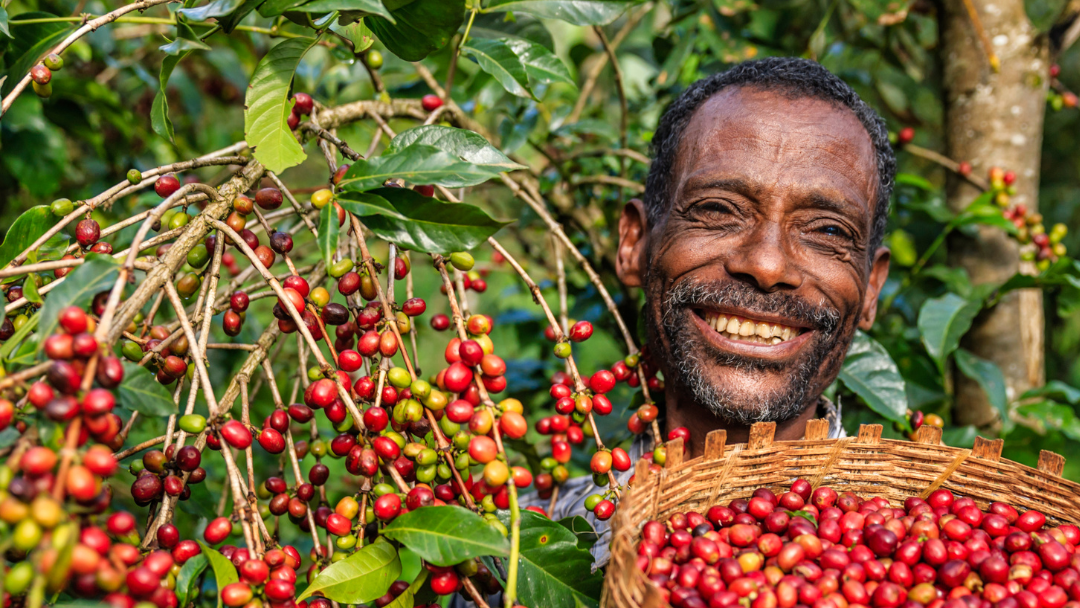 Ethiopian Guji (Sidamo)