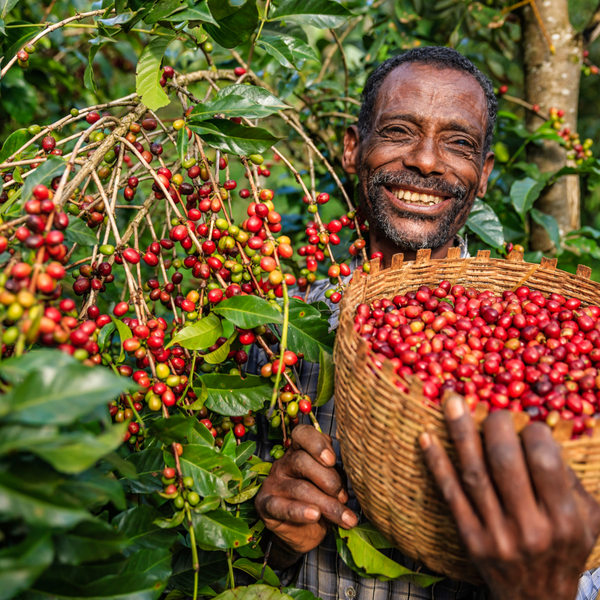 Ethiopian Sidamo Guji