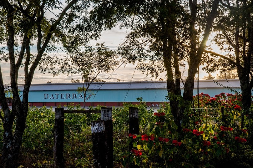 Daterra - Sweet Blue