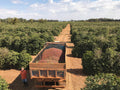 Daterra - Bourbon Collection