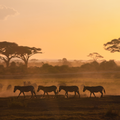 Kenya AA