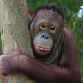 Orang Utan Coffee Project -  Sumatra