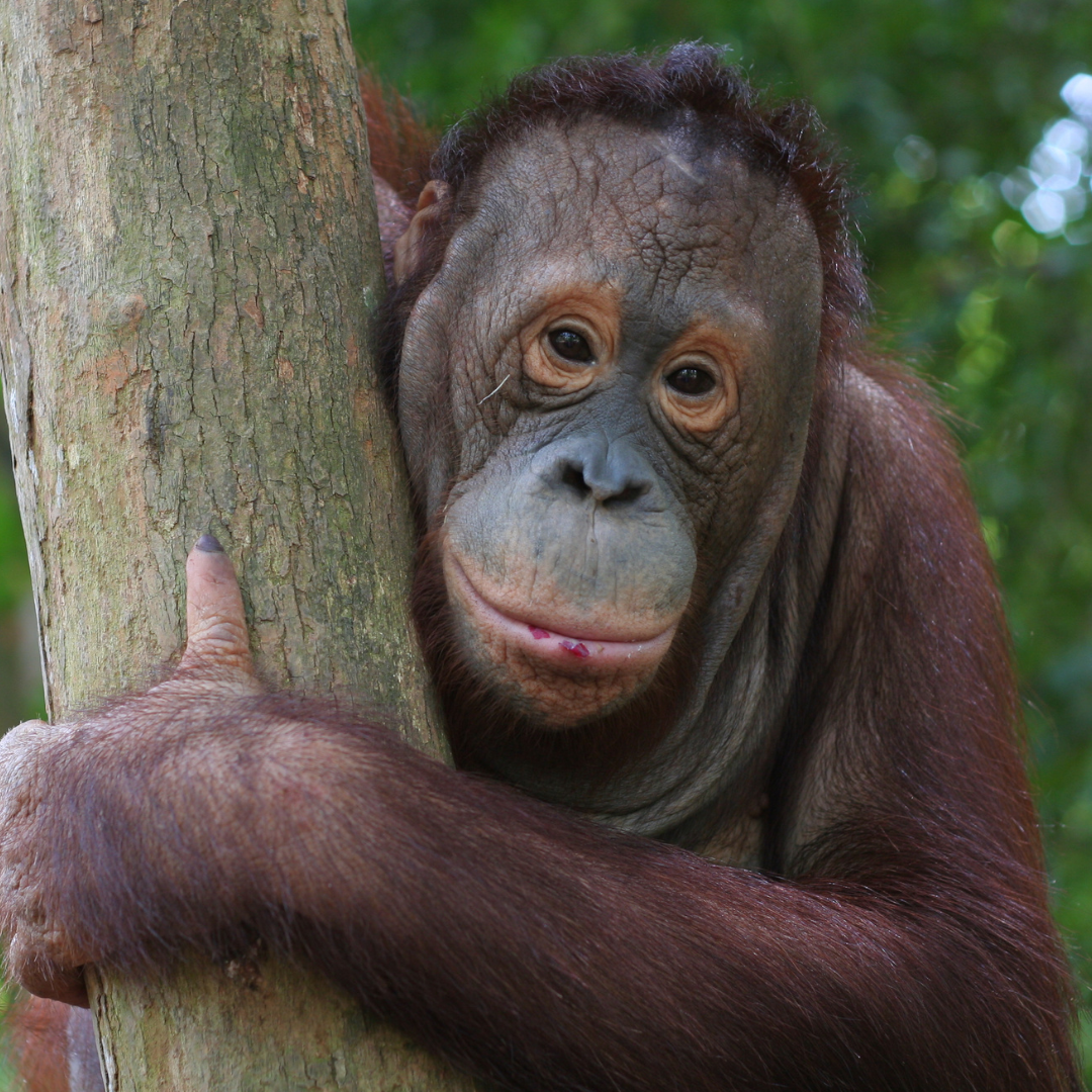 Orang Utan Coffee Project -  Sumatra