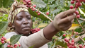 Woman picking coffee berries from a tree with Theta Ridge Coffee LLC logo.