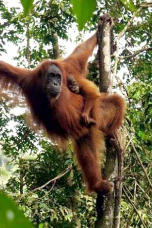 Orang Utan Coffee Project -  Sumatra (Honey Process)